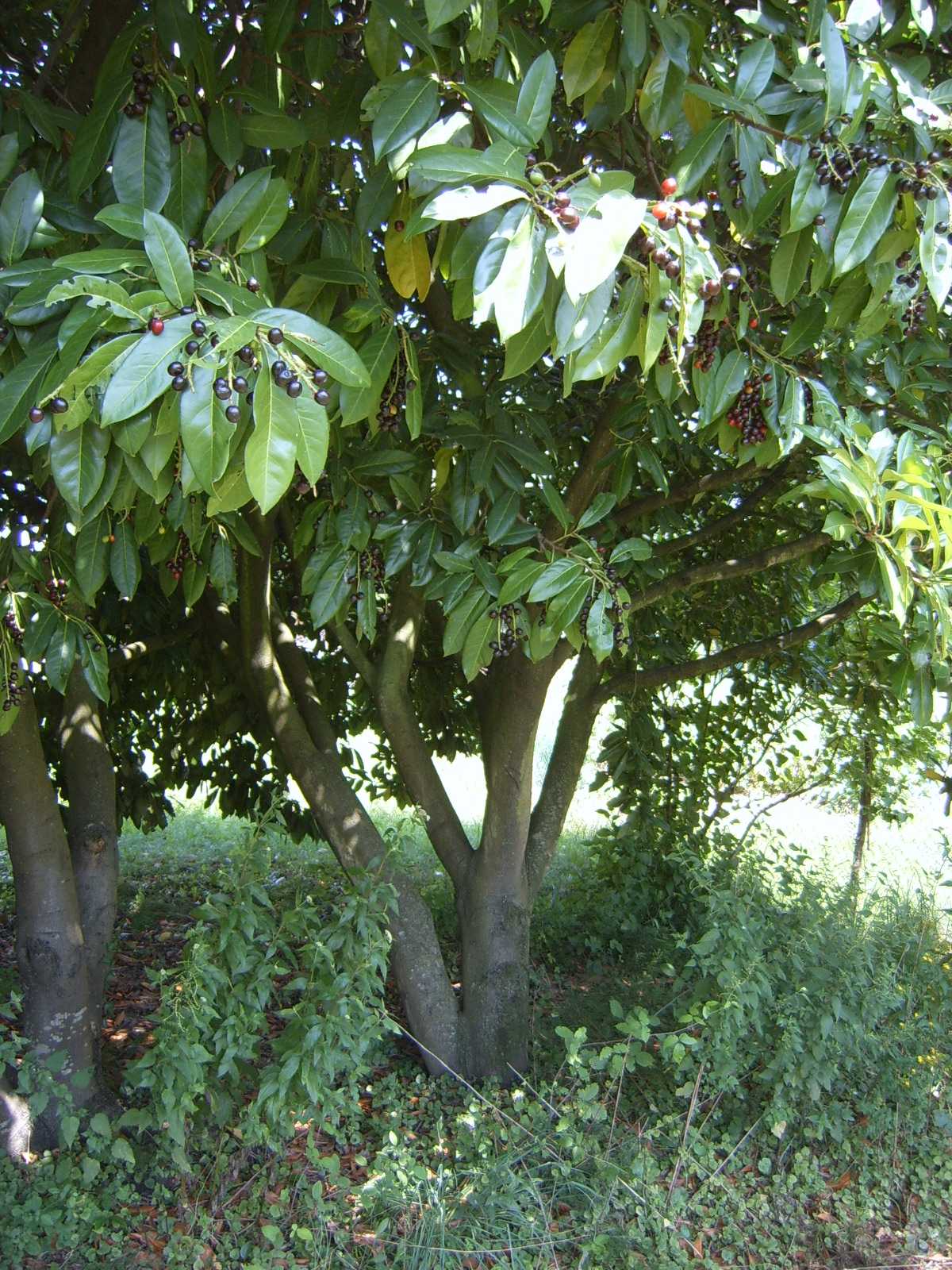 Prunus laurocerasus / Lauroceraso